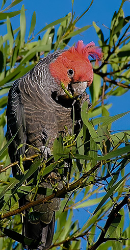 Male gang-gang cockatoo in one of the wattle trees at Grampians Paradise Camping and Caravan Parkland